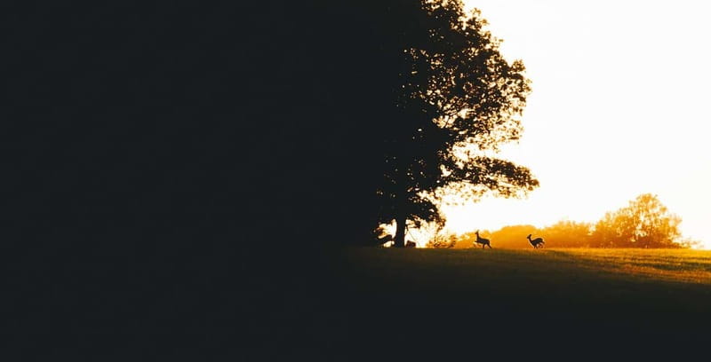 From Stockholm: Moose & Wildlife Safari with Campfire Dinner - Winter vs summer: how timing changes the whole experience