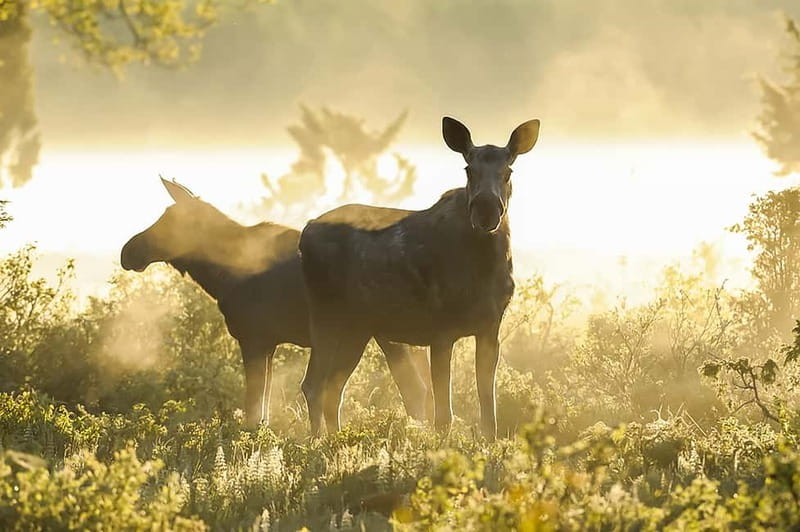From Stockholm: Moose & Wildlife Safari with Campfire Dinner - Value check: why $160 feels fair for what’s included