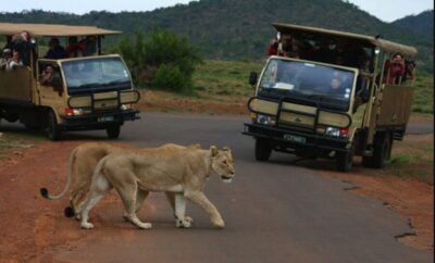 From Sun City: Pilanesberg National Park 3-Hour Game Drive - Sun City to Pilanesberg: Why This Crater Park Feels Different