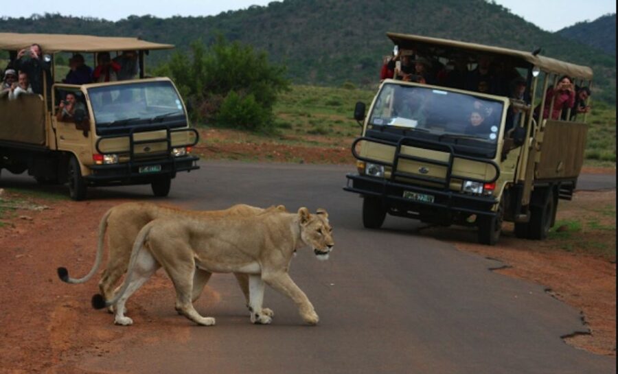 From Sun City: Pilanesberg National Park 3-Hour Game Drive - Sun City to Pilanesberg: Why This Crater Park Feels Different