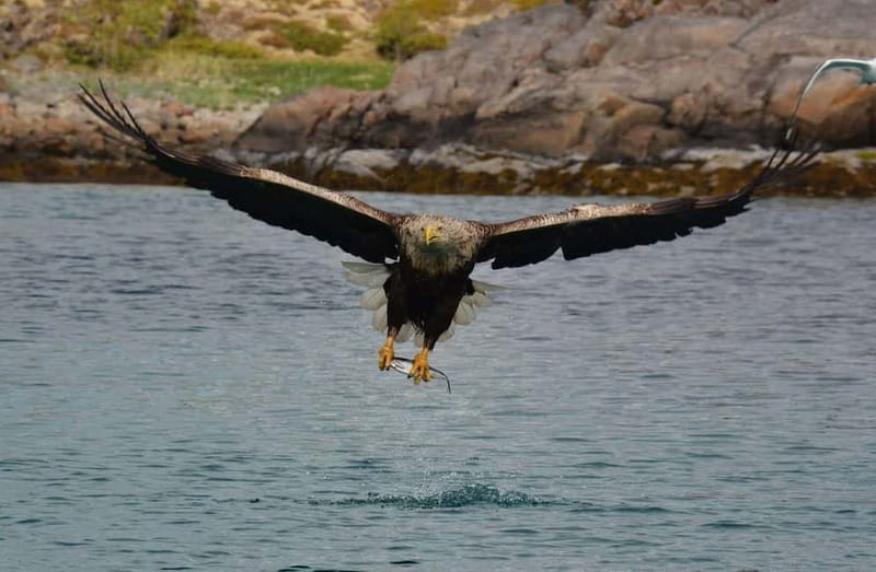 From Svolvær: Lofoten RIB Sea Eagle Safari Trollfjord Cruise - Trollfjord sea eagles: why this route feels different