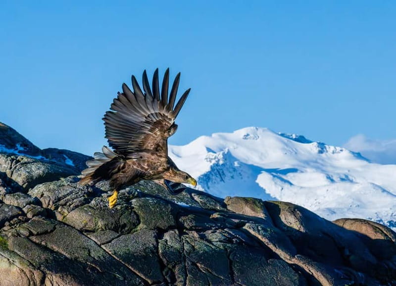 From Svolvær: Lofoten Trollfjord Cruise & Sea Eagle Safari - The Sea Eagle Safari Moment: Watching a 2.65m Wingspan Work