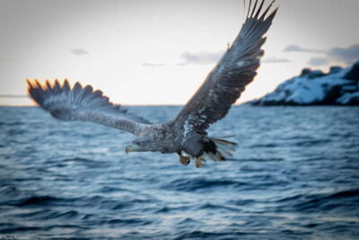 From Svolvær: RIB Boat Lofoten Trollfjord Sea Eagle Safari - Getting ready at Sjømannsgata 5: what the start is really like
