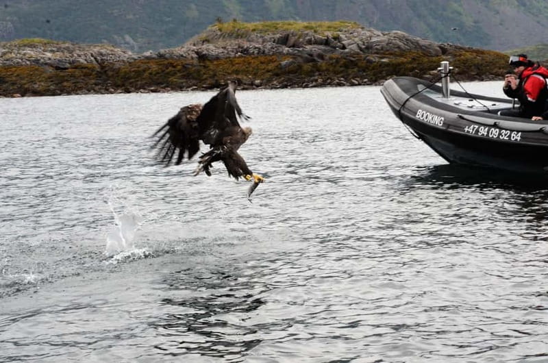 From Svolvær: RIB Boat Lofoten Trollfjord Sea Eagle Safari - Price and value: is $125 worth it?