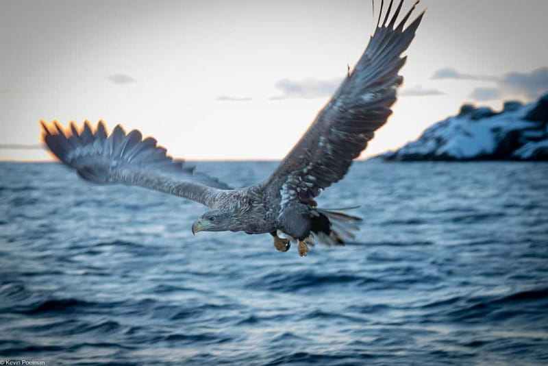 From Svolvær: RIB Boat Lofoten Trollfjord Sea Eagle Safari - Getting ready at Sjømannsgata 5: what the start is really like