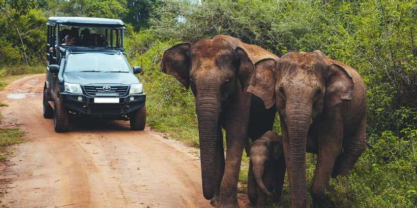 From Tangalle/Hiriketiya: Ella Transfer & Udawalawe Safari - The smart way to travel Tangalle to Ella: safari in the middle