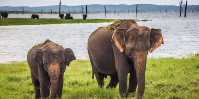 From Tangalle/Hiriketiya: Ella Transfer & Udawalawe Safari - The air-conditioned transfer: when comfort actually helps
