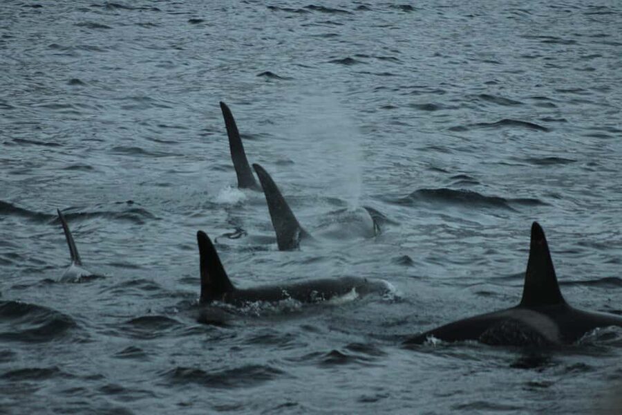 From Tromsø: All-Inclusive Whale & Orca Safari - Key things I’d focus on before you go