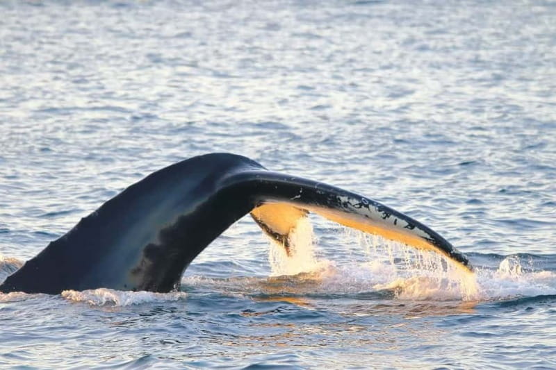 From Tromsø: All-Inclusive Whale & Orca Safari - What makes the onboard setup genuinely good value