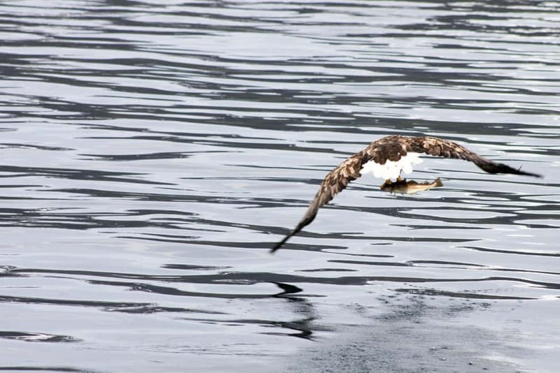 From Tromsø: All-Inclusive Whale & Orca Safari - How cold, seasickness, and timing can make or break the day