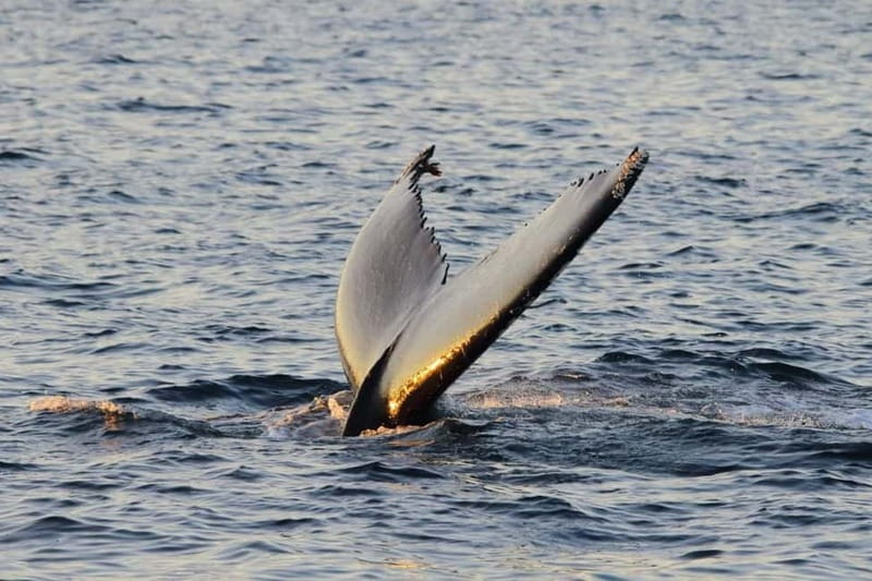 From Tromsø: All-Inclusive Whale & Orca Safari - Weather and possible changes: what to expect if whales don’t cooperate