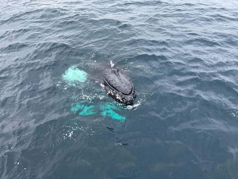 From Tromsø: All-Inclusive Whale & Orca Safari - Who this safari is best for (and who should think twice)