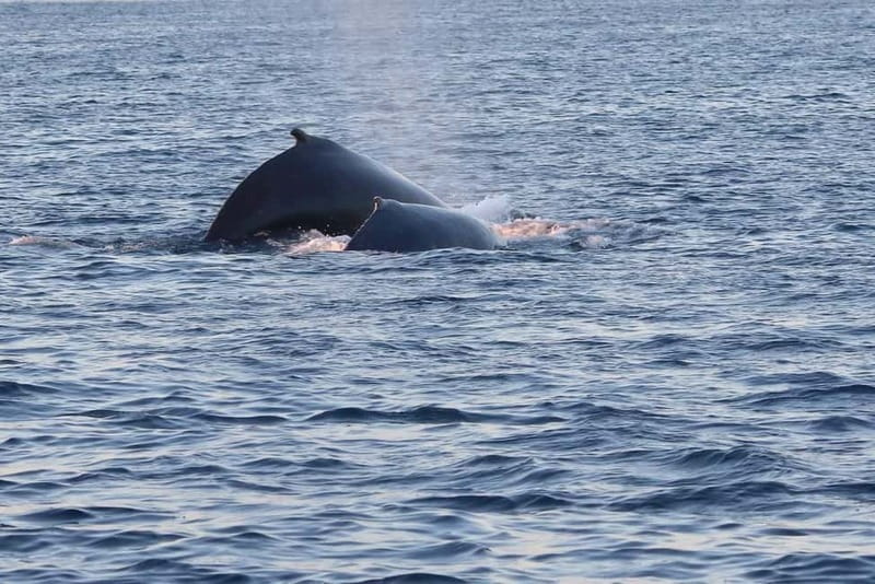 From Tromsø: All-Inclusive Whale & Orca Safari - Should you book the Tromsø all-inclusive whale and orca safari?