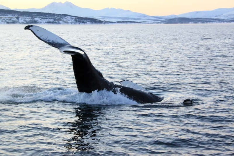 From Tromsø: All-Inclusive Whale & Orca Safari - Your day on the water: what each part of the 8 hours actually delivers