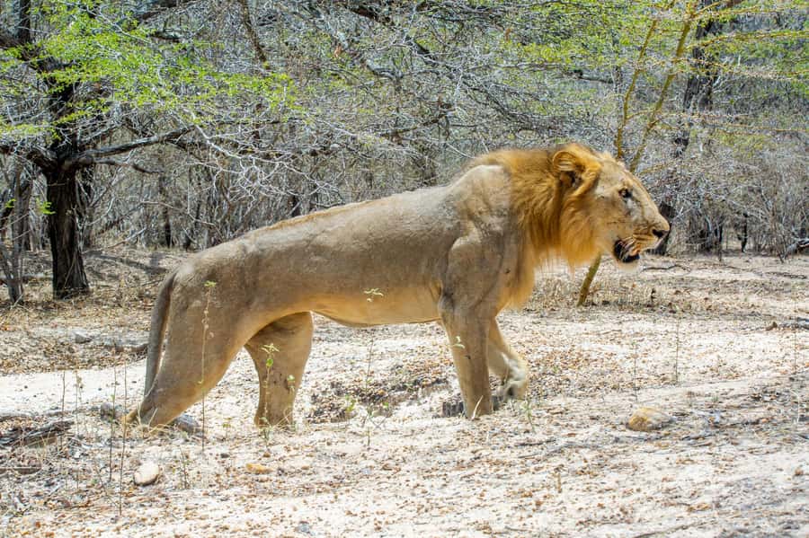 From Zanzibar: Day Selous Game Reserve Safari with Flights - Zanzibar-to-Selous Flights: The Real Secret Is the Time