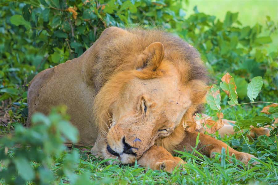 From Zanzibar: Day Selous Game Reserve Safari with Flights - How the Guides Actually Improve Your Chances