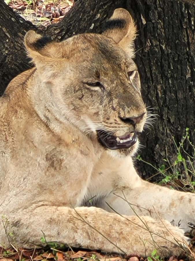 From Zanzibar: Day Selous Game Reserve Safari with Flights - What You Can Hope to See in Nyerere/Selous