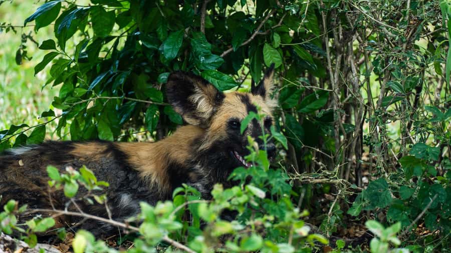 From Zanzibar: Day Selous Game Reserve Safari with Flights - The Bush Lunch at 13:00: Why It Feels Different