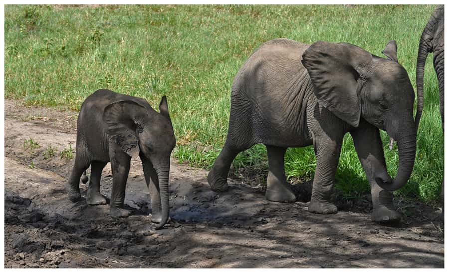From Zanzibar: Mikumi National Park Guided Safari - Zanzibar to Mikumi in One Day: the logistics that actually matter