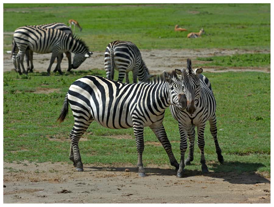 From Zanzibar: Mikumi National Park Guided Safari - The bush lunch at 12:30: more than just food