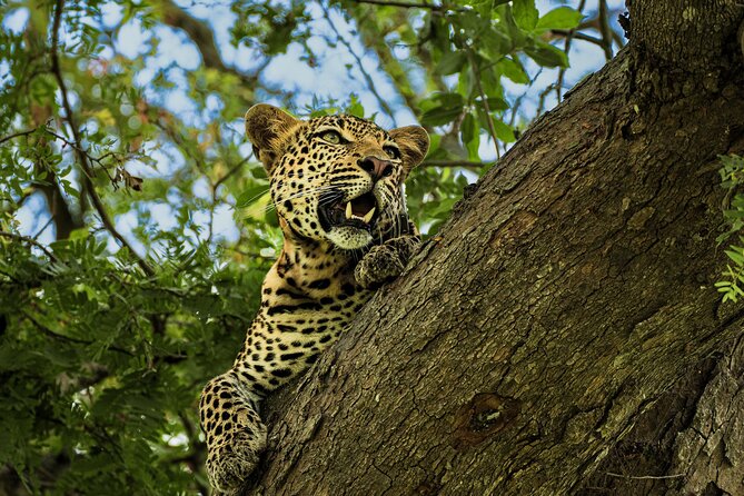 From Zanzibar: Mikumi Safari Day Trip with Flights and Meal - Key Things I’d Bet On