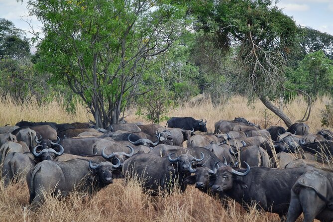 From Zanzibar: Mikumi Safari Day Trip with Flights and Meal - On the Jeep: How the Game Drive Actually Feels at Mikumi