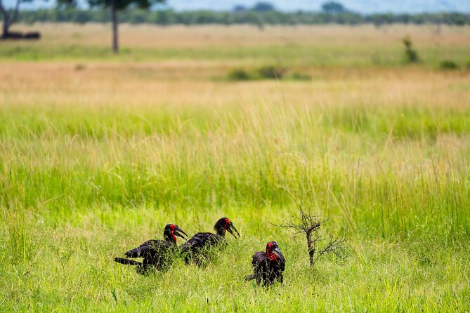 From Zanzibar: Mikumi Safari Day Trip with Flights and Meal - Mikumi National Park: What You Can Hope to See in One Day