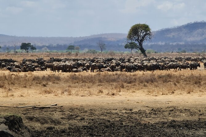 From Zanzibar: Mikumi Safari Day Trip with Flights and Meal - Comfort and Safety Reality: What’s Great, What to Watch