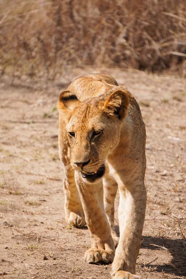 From Zanzibar: Mikumi Safari Day Trip with Flights and Meal - Price and Value: Is $451 Worth It?