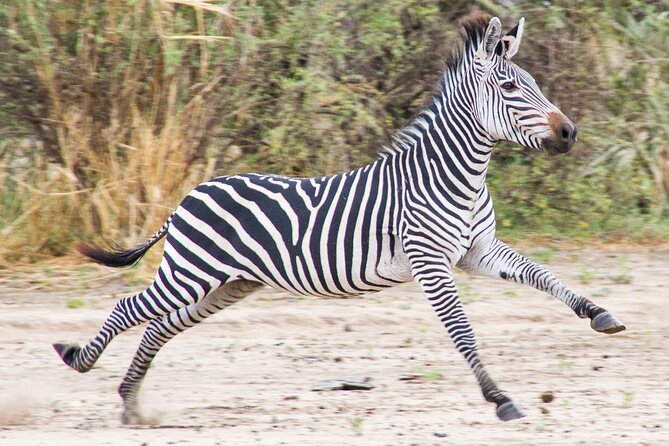 From Zanzibar: Mikumi Safari Day Trip with Flights and Meal - The Day’s Timing: Pickup, Flights, and Game Drives Without the Guesswork