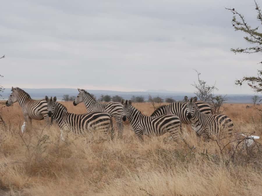 From Zanzibar: Nyerere National Park Game Drive with Lunch - Key things to know before you go