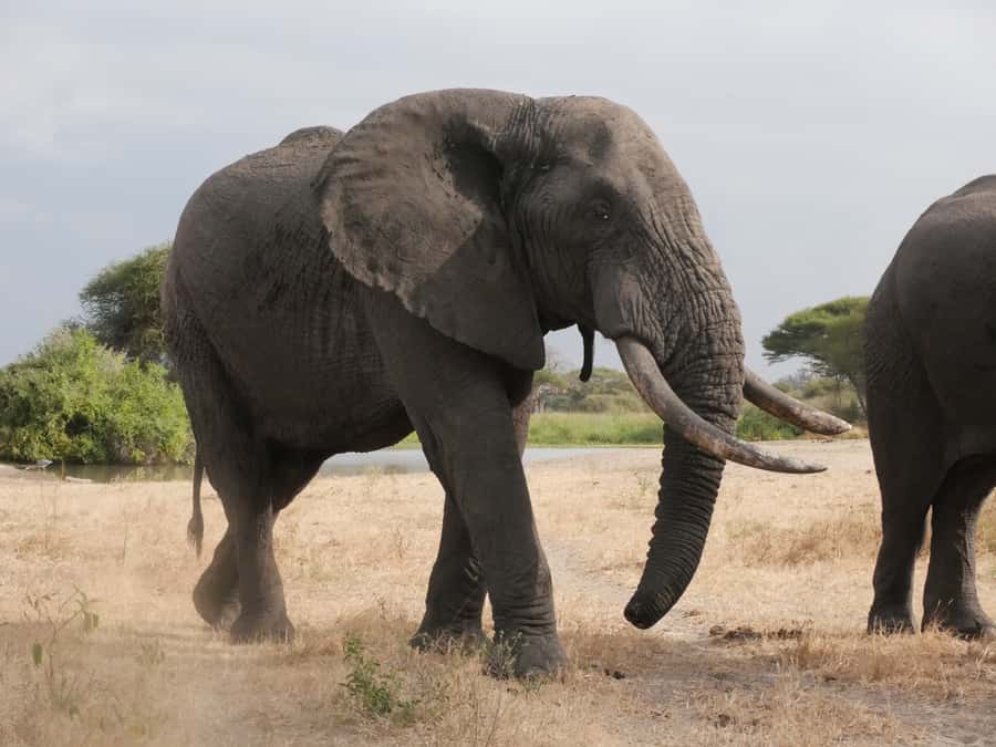 From Zanzibar: Nyerere National Park Game Drive with Lunch - Flying from Zanzibar into Nyerere’s game country