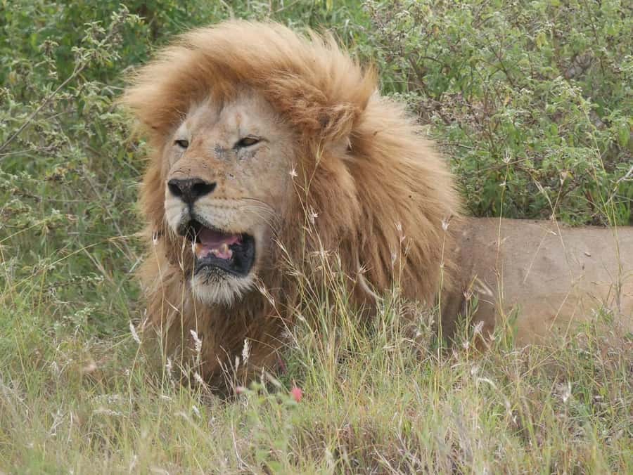 From Zanzibar: Nyerere National Park Game Drive with Lunch - The bush lunch stop: food, shade, and two beers