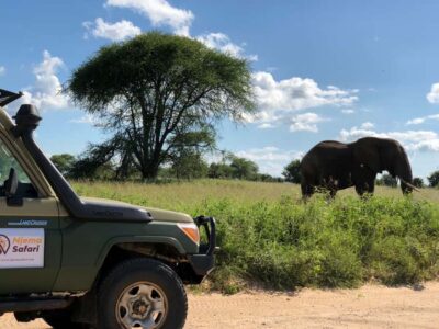 From Zanzibar: Nyerere National Park Game Drive with Lunch - Game drive expectations: what you’re actually hoping to see