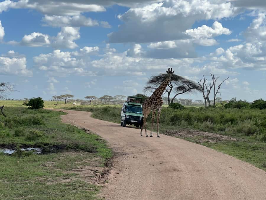 From Zanzibar: Nyerere National Park Game Drive with Lunch - How the schedule flows without wasting your morning