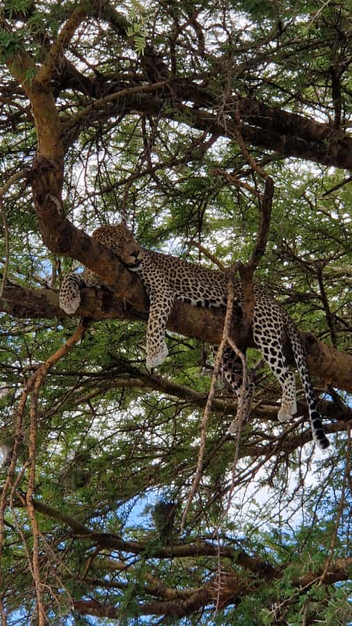 From Zanzibar: Nyerere National Park Game Drive with Lunch - Should you book this Nyerere National Park day trip?