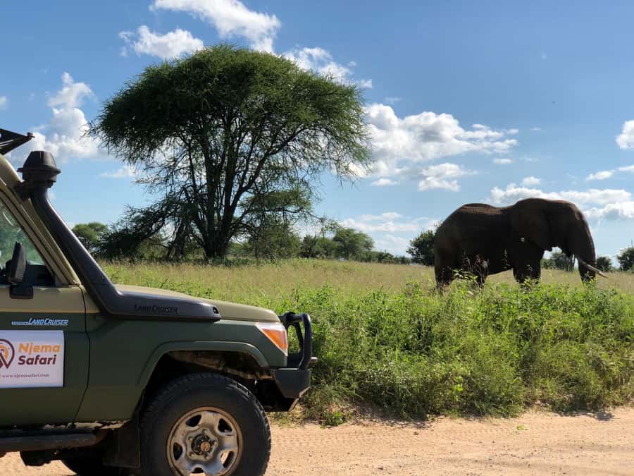 From Zanzibar: Nyerere National Park Game Drive with Lunch - Game drive expectations: what you’re actually hoping to see