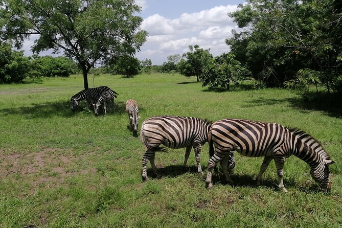 Full-Day Accra Safari and Boat Cruise Private Tour - Shai Hills Resource Reserve: wildlife, fruit-eating bats, and old war caves