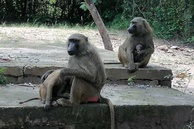 Full-Day Accra Safari and Boat Cruise Private Tour - Lake Volta private boat cruise: the water portion is the payoff
