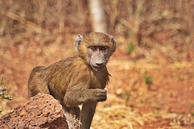 Full-Day Accra Safari and Boat Cruise Private Tour - Flexibility built into the itinerary: when skipping helps