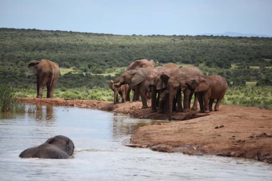 Full-Day All Inclusive Safari with Traditional Braai Lunch - Key highlights worth packing your curiosity for
