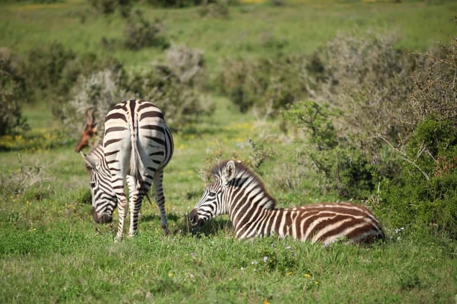 Full-Day All Inclusive Safari with Traditional Braai Lunch - Price and value: what you’re really paying for at $186