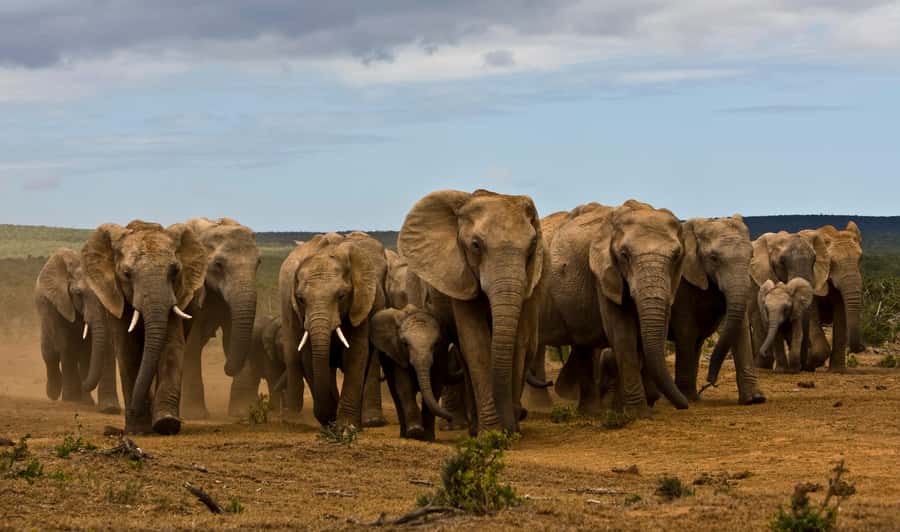 Full-Day All Inclusive Safari with Traditional Braai Lunch - Addo Elephant National Park: a full-day safari that actually fits