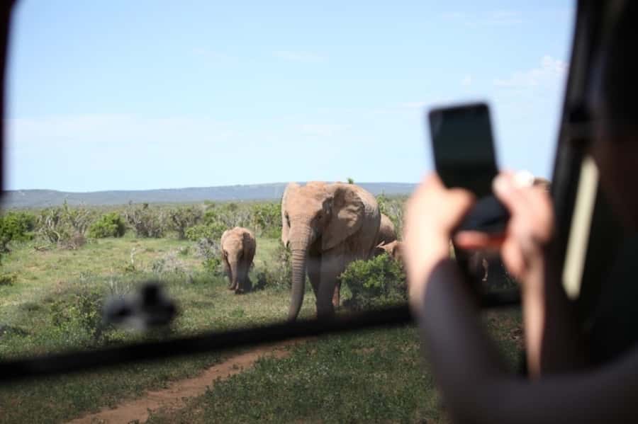 Full-Day All Inclusive Safari with Traditional Braai Lunch - The 10:30 tea-and-coffee pause and why watering holes matter