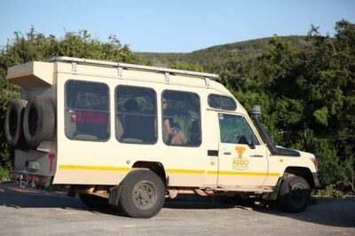 Full-Day All Inclusive Safari with Traditional Braai Lunch - The morning game drive: where sightings often start fast