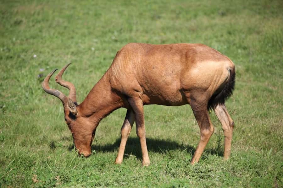 Full-Day All Inclusive Safari with Traditional Braai Lunch - Traditional braai lunch inside Addo: the midday reward
