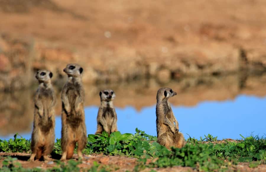 Full-Day All Inclusive Safari with Traditional Braai Lunch - What makes the guide matter more than you expect
