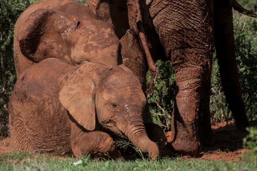 Full-Day All Inclusive Safari with Traditional Braai Lunch - Small group (up to 9): the comfort that improves wildlife focus