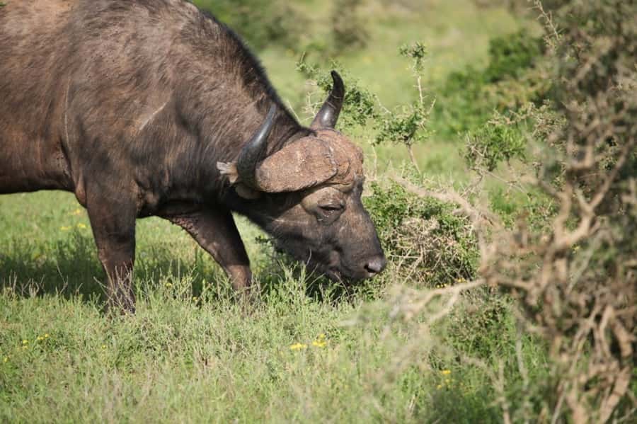 Full-Day All Inclusive Safari with Traditional Braai Lunch - Not ideal for mobility impairments: plan around the safari format