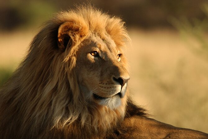 Full Day Big 5 Aquila Safari Private Transfers Including Park Fee From Cape Town - Key Points Before You Go